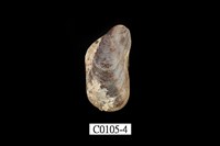 藏品(殼菜蛤)的圖片